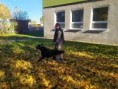 /album/9-11-2021-ukazka-vycviku-psov-vu-vinicne/img-20211109-102149-jpg/