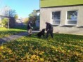 /album/9-11-2021-ukazka-vycviku-psov-vu-vinicne/img-20211109-102207-jpg/