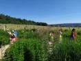 /album/15-6-2022-smolenice-vcelarska-zahrada/img-20220615-100436-jpg/