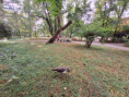 /album/10-10-2023-vychadzka-do-mestskeho-parku/20231010-102633-jpg/
