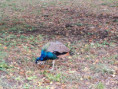 /album/10-10-2023-vychadzka-do-mestskeho-parku/20231010-102848-jpg/