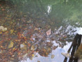 /album/10-10-2023-vychadzka-do-mestskeho-parku/20231010-110127-jpg/