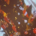 /album/1-12-2023-astroshow-vianoce/20231201-092617-jpg/